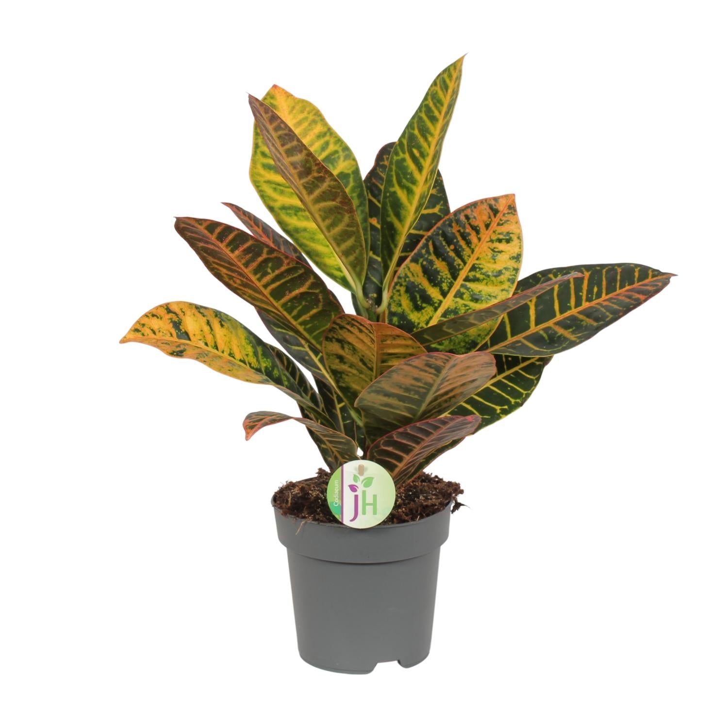 bunte Zimmerpflanze Wunderstrauch Codiaeum Petra  im Topf