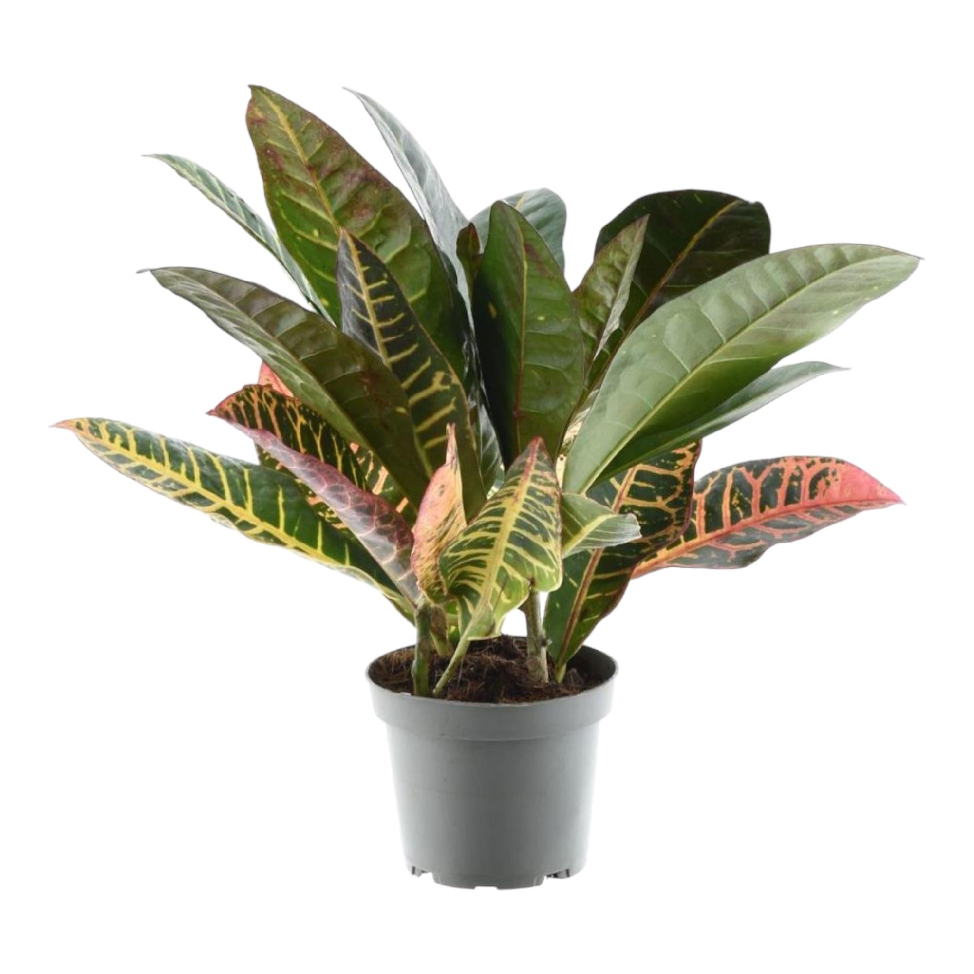Zimmerpflanze Wunderstrauch Codiaeum variegatum 'Petra'