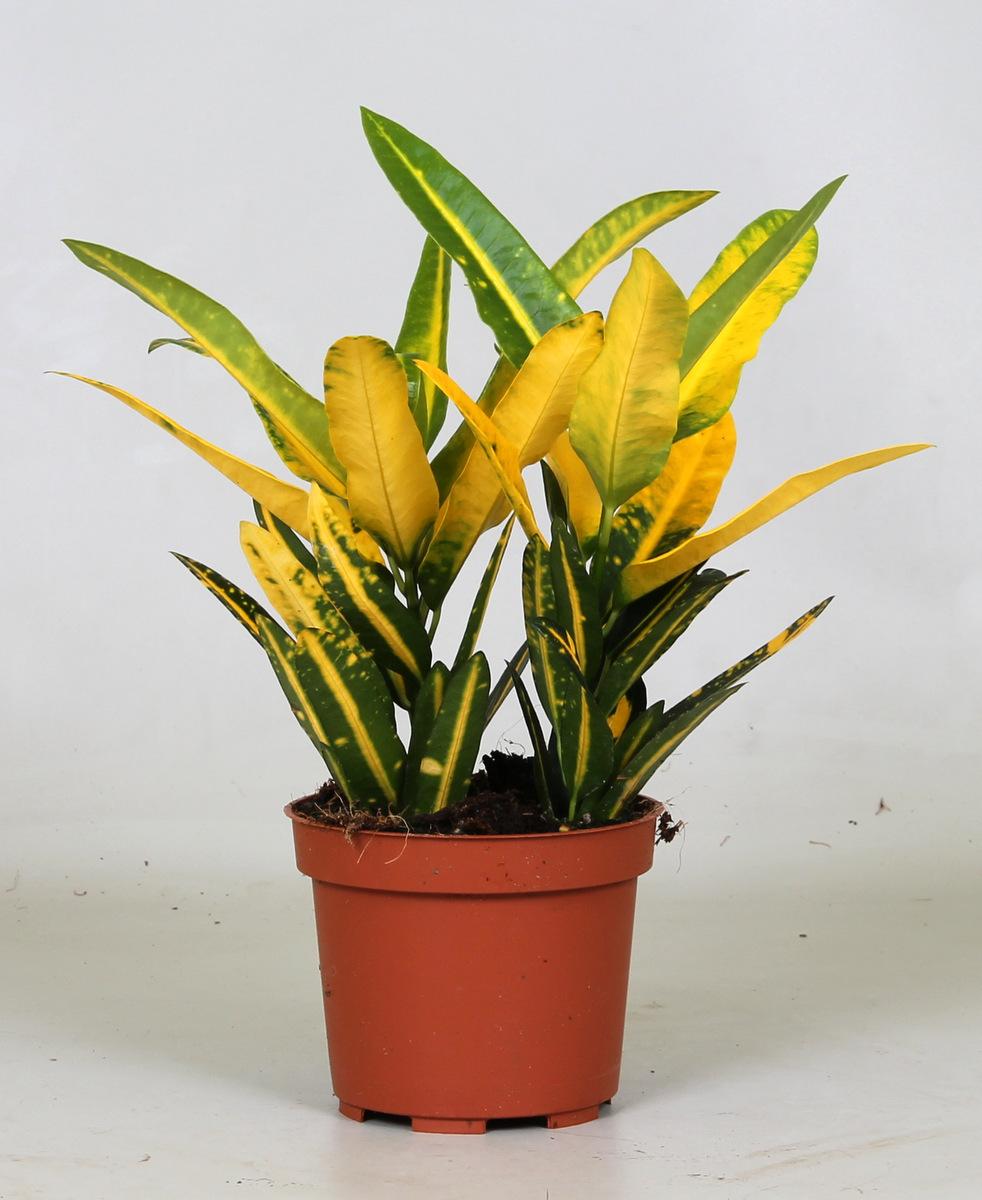 bunte Zimmerpflanze Wunderstrauch Croton Sunny Star im Topf