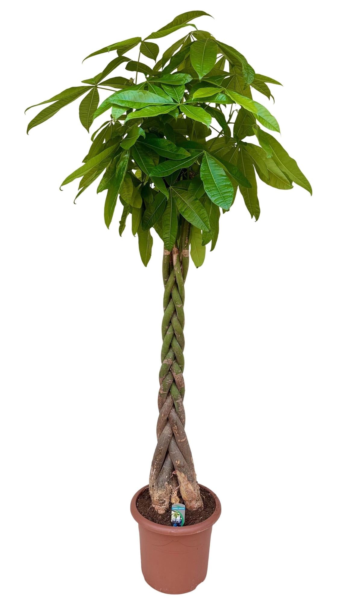 Wunderbar große, geflochtene Pachira Aquatica