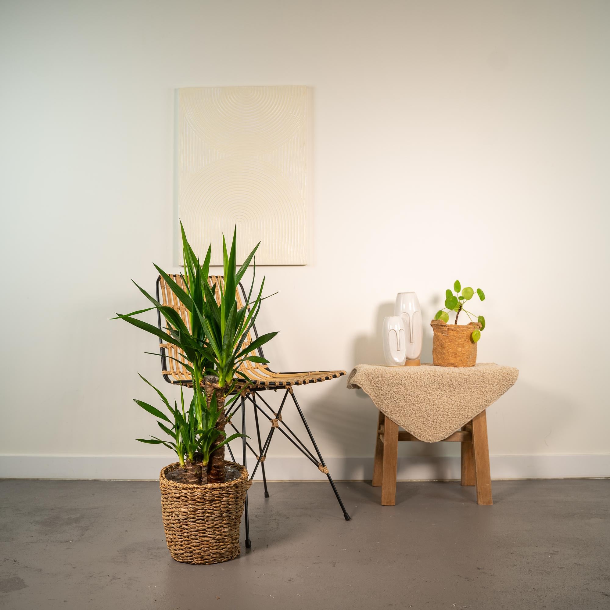 Yucca Palme neben einem Stuhl im geflochtenen Topf