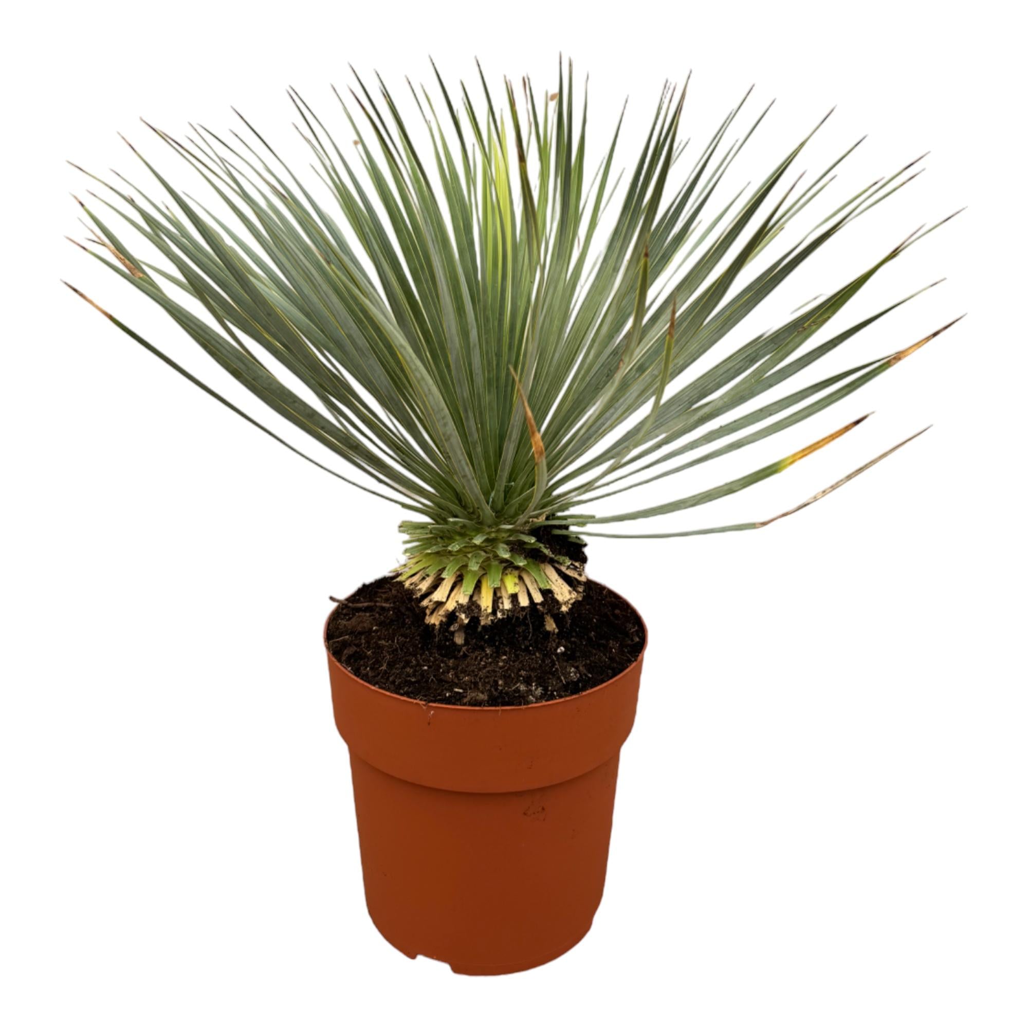 Außenpflanze Blaue Palmlilie Yucca Rostrata ohne Stamm im Topf