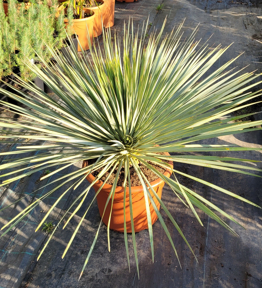 Schöne Yucca Rostrata im Topf