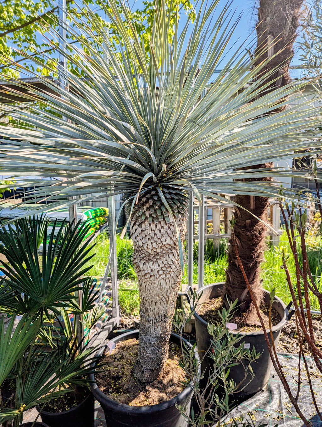 Yucca Rostrata mit langem Stamm