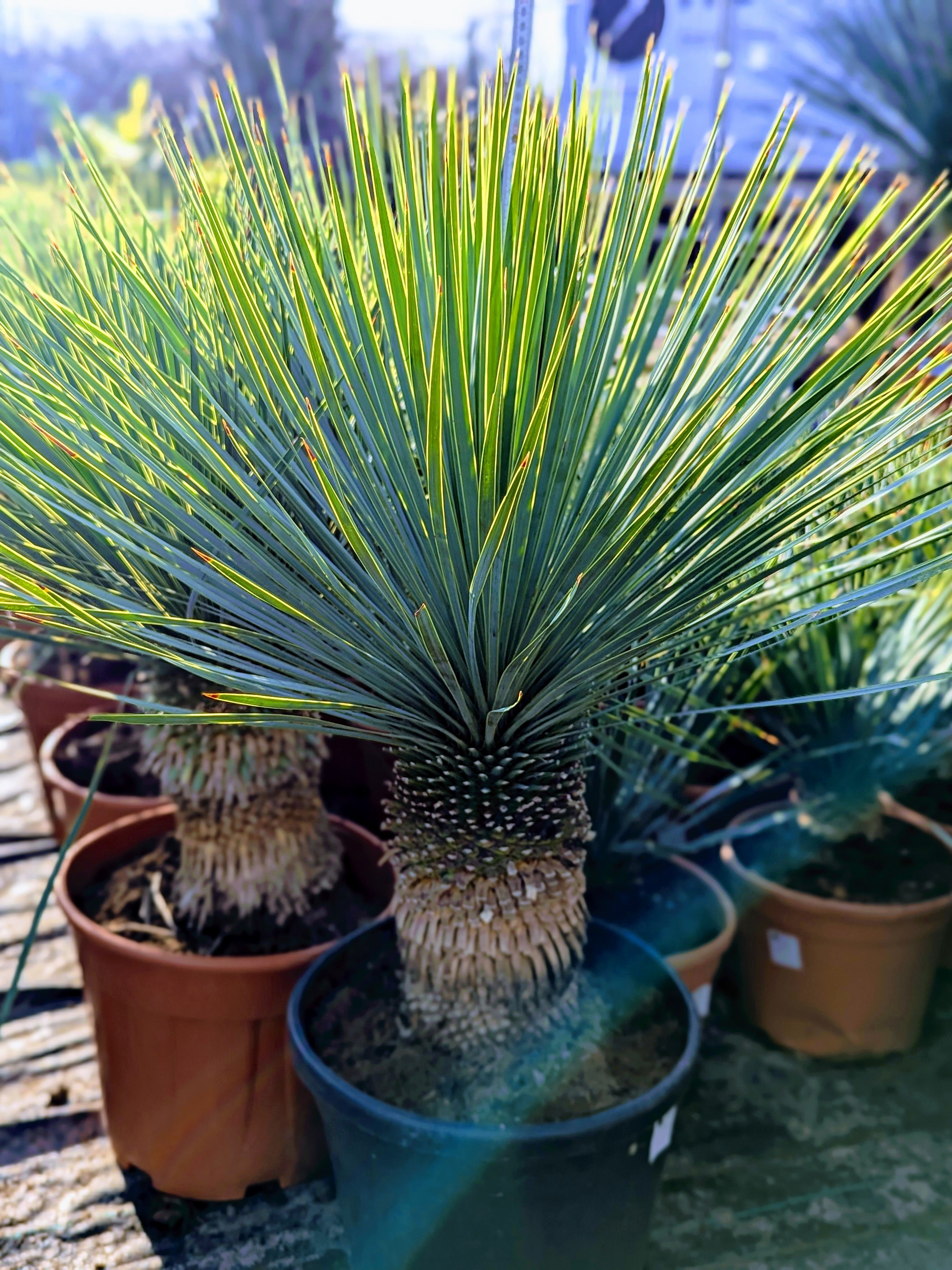 schöne Yucca Rostrata im Topf