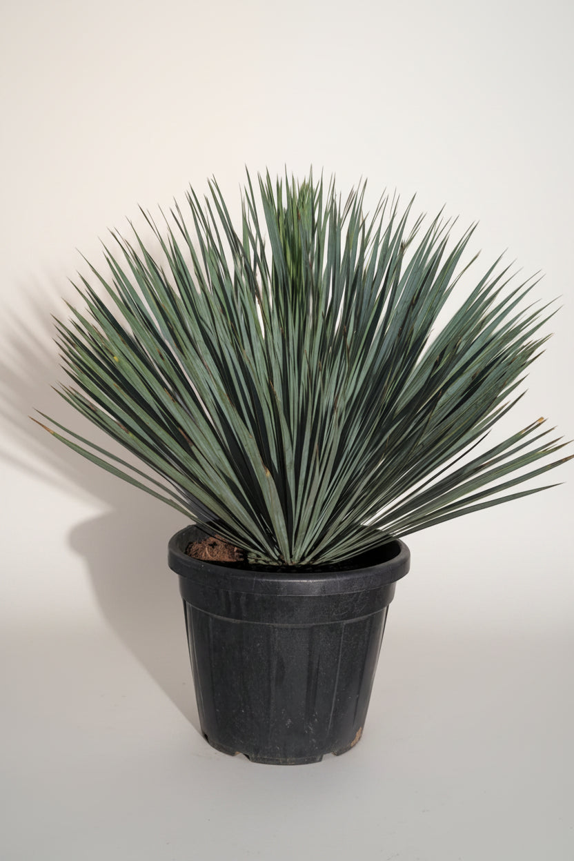 schöne yucca rostrata palme