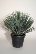 schöne yucca rostrata palme