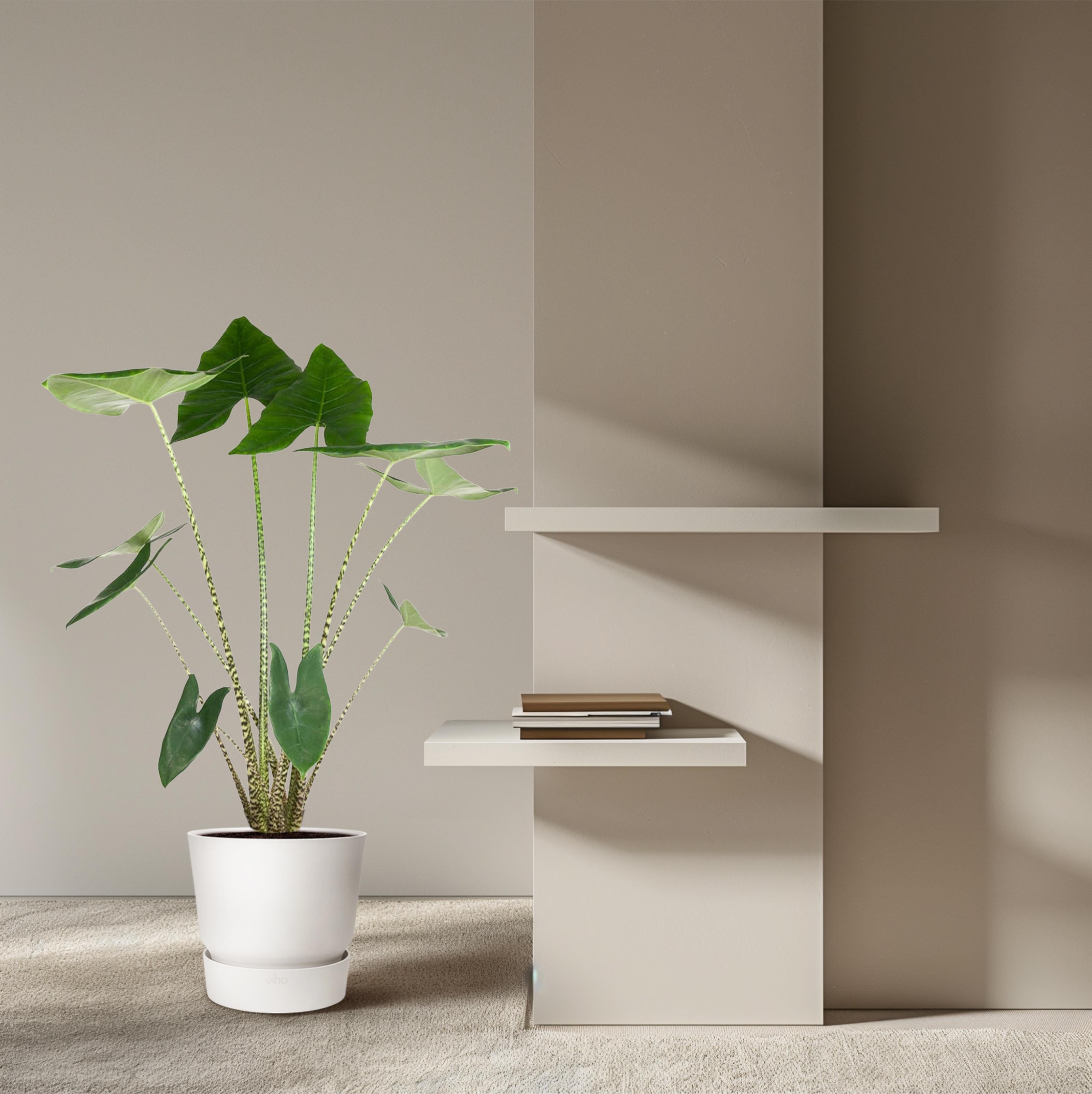 Zimmerpflanze Zebrapflanze Alocasia Zebrina neben einem Regal