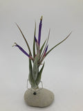 Tillandsia circinata mit lila Blüte