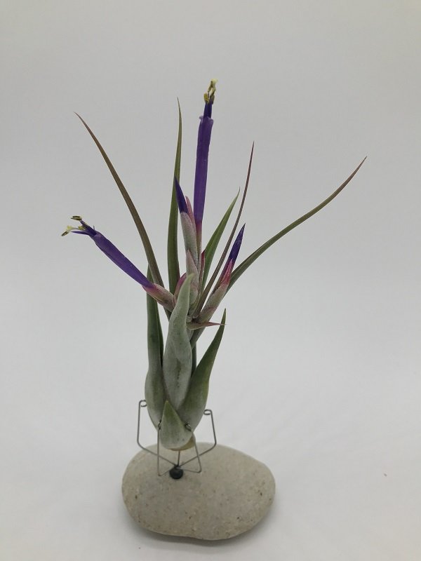 Tillandsia circinata mit lila Blüte