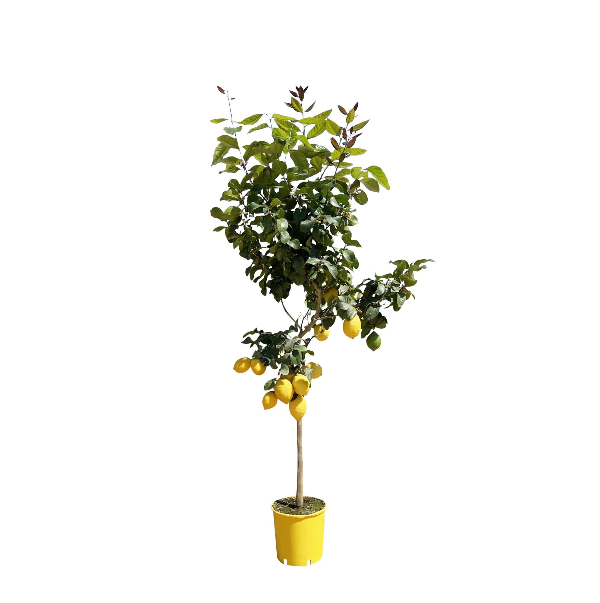 Gartenpflanze oder Balkonpflanze Zitronenbaum Citrus Limon im Topf