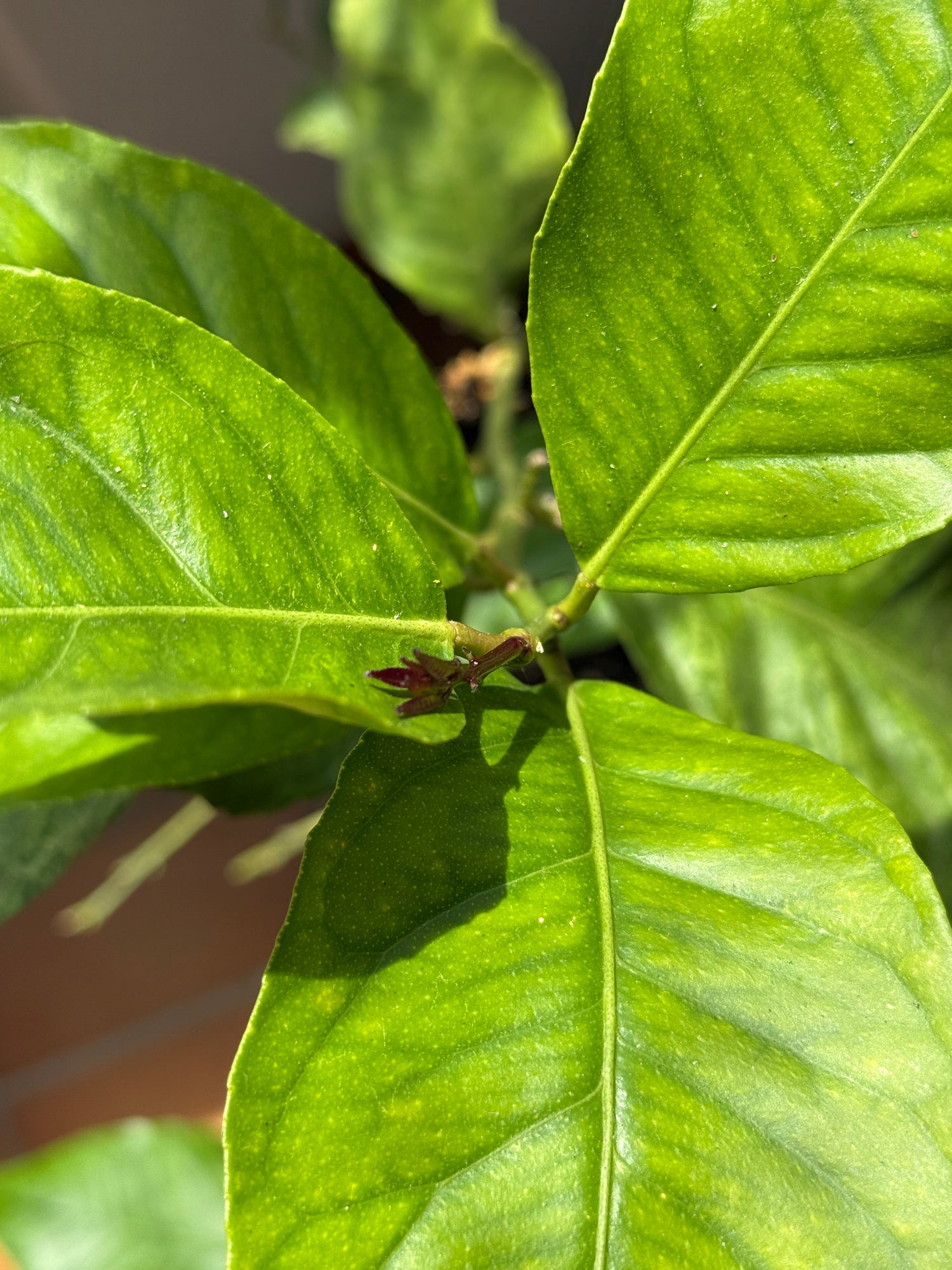 Auf dem Bild ist eine Nahaufnahme der Balkon und Gartenpflanze Zitronenbaum Citrus Limon zu sehen.