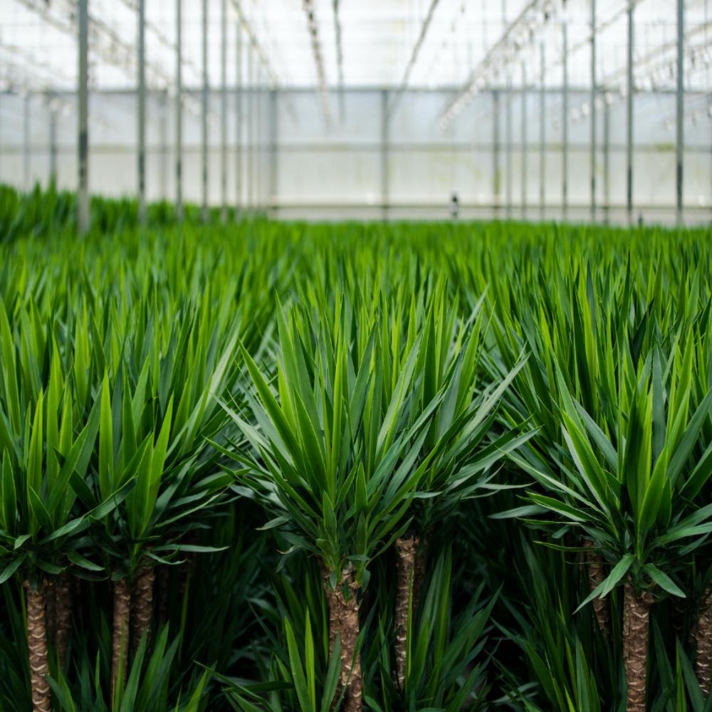 Gewächshaus mit einer Vielzahl von Yucca Palmen