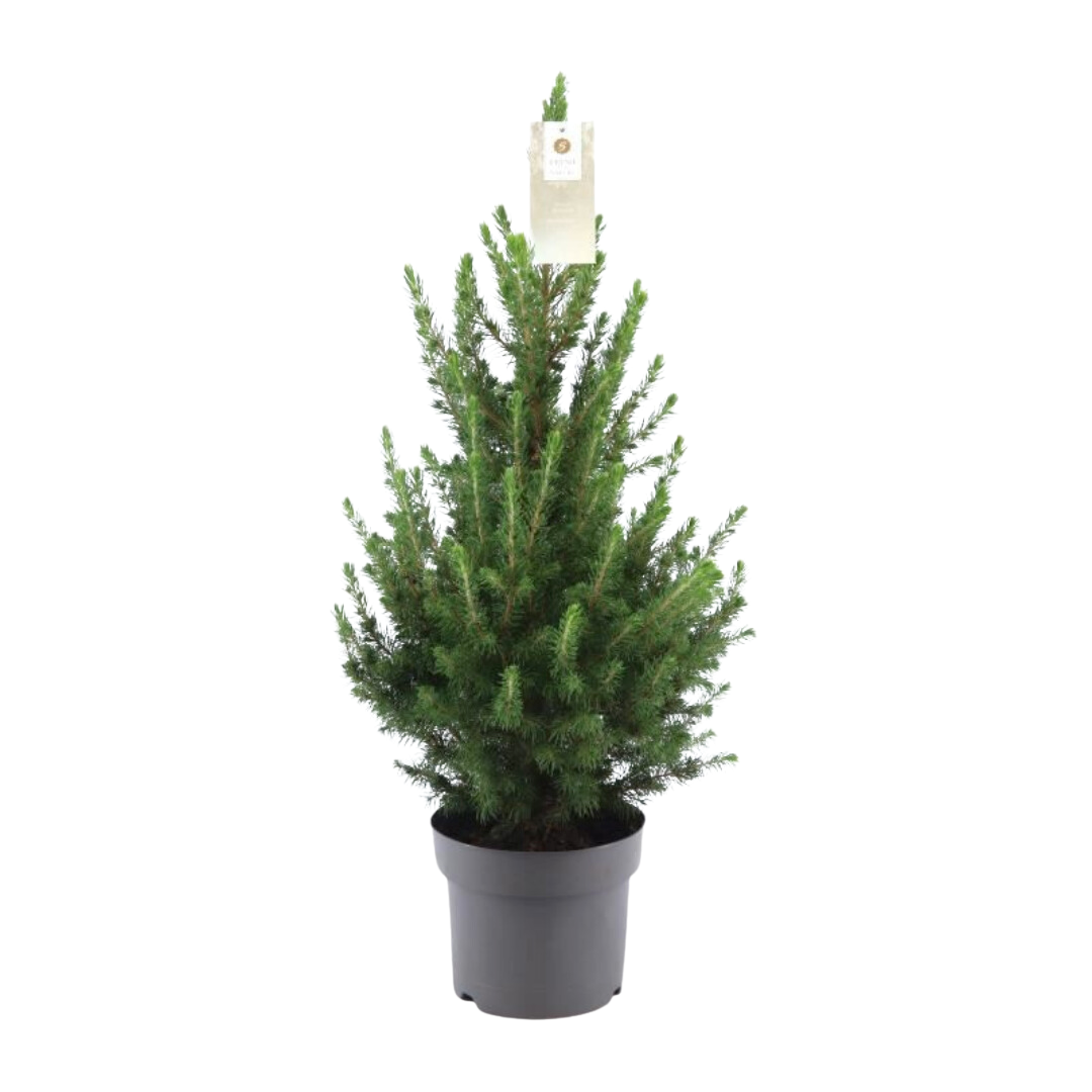 Mini Weihnachtsbaum Zuckerhutfichte Picea glauca 'Conica' im Topf
