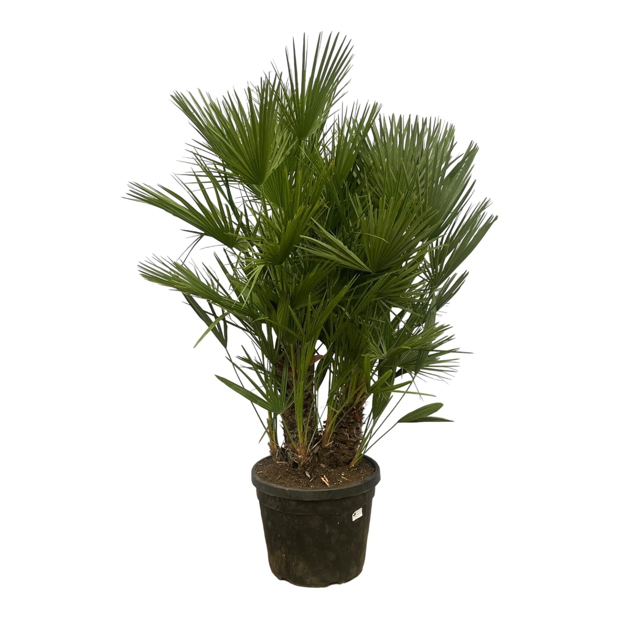  Balkon- beziehungsweise Gartenpflanze mit dem Namen Zwergpalme Chamaerops Humilis mehrstämmig im Topf