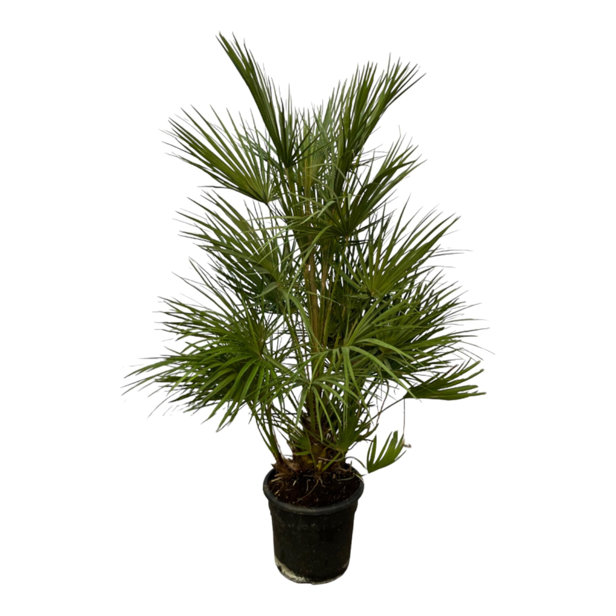 mittelgroße Balkon- Terasse- oder Gartenpflanze Zwergpalme Chamaerops Humilis  im Topf